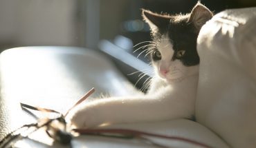 cat scratching furniture