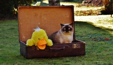 cat travel tips